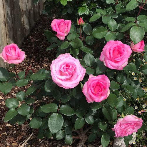 Różowy - Róże pienne - z kwiatami hybrydowo herbacianymi - korona równomiernie ukształtowana